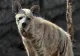 Și animale sunt TRANSEXUALE. Își schimbă genul sau sunt masculi și femele în același timp