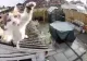 Cât de periculos este aerul condiționat pentru animalele de casă?