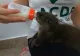 Povestea Soniei. Casuță nouă pentru o vidră din Horezu rămasă orfană din cauza unei viituri - VIDEO
