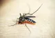 Grupa de sânge care atrage țânțarii ca un magnet. Acești ghinioniști au mai multe neșanse să fie înțepați de supărătoarele insecte 