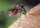 Bilanț îngrijorător. Din vară și până acum, în România au fost 103 cazuri de infecţie cu virusul West Nile