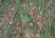 Tornadă în Apuseni. O pădure a fost culcată la pământ, în Alba - imagini VIDEO apocaliptice 
