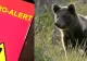 Alertă maximă în Ploiești: Localnicii, alarmați, după ce un urs a fost văzut din nou pe străzile orașului - Animalul este căutat și cu drone