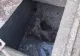 O ursoaică și puiul ei au căzut într-o fosă septică din Sinaia - Ursoaica și-a ținut puiul pe cap pentru a-l menține în viață - Ambii au fost salvați