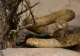 Turist mușcat de viperă, în munții României. SMURD, intervenție contracronometru. HARTA roșie: în ce zone din țară riscăm să dăm peste cel mai veninos șarpe