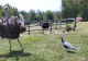 Imagini halucinante: Vulpe ucisă și mâncată de struți la o fermă din Gorj