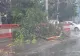 PRĂPĂD la Brăila după furtuni și vijelii cu grindină: Copaci rupți de vânt și străzi inundate - Mesaj RO-ALERT | Video