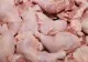 ALERTĂ alimentară în Europa: Pericol de contaminare cu Salmonella - Pui congelat, retras din magazinele din România - Anunțul ANSVSA