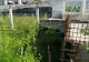 Patinoarul Flamaropol, în ruină - Natura l-a confiscat după ce a fost „rostogolit” de 10 ani în mandatele tuturor primarilor Capitalei