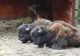 Evadare de la Zoo Târgu Mureș: 2 zimbri europeni au plecat din țarc după ce furtuna a rupt mai multe garduri