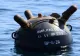 Alertă de mină marină, în zona Costinești. Intervenție de urgență a Gărzii de Coastă