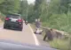 Inconștiență dusă la extrem! Turist atacat de ursul pe care a încercat să-l hrănească - VIDEO