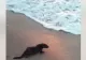 O vidră a devenit "vedetă" pe o plajă din Eforie Nord. Surpriză uriașă pentru turiștii veniți să admire răsăritul - Imagini virale - VIDEO