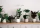 Soluția magică pentru reîmprospătarea plantelor! O poți prepara și tu acasă - Eficiență maximă 