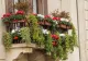 Amestecul pe care trebuie să-l pui în ghiveci pentru o înflorire rapidă. Trucul simplu care îți transforma balconul într-o grădină