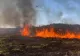Incendiu de proporții la vegetația uscată într-o localitate de lângă București. Zona este lângă un parc național protejat