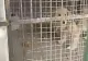 O grădină zoologică din China a expus un Golden Retriever și a încercat să păcălească vizitatorii spunându-le că e LEU