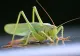 Cum îți dai seama dacă producătorii au folosit insecte în produsele lor. Detaliul de pe etichetă