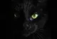 17 august: Ziua pisicii negre. Care sunt cele mai întâlnite superstiții și de unde au apărut - Feline celebre