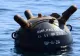 Explozia minei marine din Costinești a pus pe jar vecinii de la sud. Ce transmite Ministerul Apărării din Bulgaria