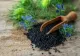 Planta minune care poate distruge cancerul: Este amintită în Cărțile Sfinte și are beneficii uriașe asupra sănătății - În ce boli se folosește