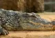 Cel mai mare crocodil din lume a murit la vârsta de 110 ani. Intrase în Cartea Recordurilor datorită dimensiunilor gigantice pe care le-a atins