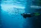 Record negativ. Temperatura oceanelor, la cel mai ridicat nivel din istorie. Care sunt pericolele