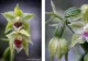 O nouă specie de orhidee a fost descoperită în Munții Bucegi: Flori discrete, atârnate ca un pandantiv - de ce această plantă a uimit cercetătorii 