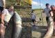 Operațiunea "Monstrul" de Botoșani. Cum arată un pește de 70 de kilograme? - VIDEO