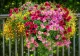 Cum să îngrijești corect petunia. 4 secrete pentru o cascadă de flori