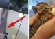 Amenda usturătoare primită de un bărbat care a abandonat un pisoi într-o pungă de plastic, de oglinda unei ambulanţe veterinare 