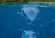 Meduze carnivore și rapana fac prăpăd în Marea Neagră. Specialiștii sunt în alertă