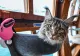 Iahtul pisicilor aristocrate. Imagini de vis de pe iahtul felinelor, cea mai nouă fiță la Singapore - GALERIE FOTO