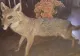 Haită de șacali, gonită cu ajutorul jandarmilor. Animalele fac legea pe dealurile din Buzău