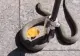 Șarpe imens, prins în apropierea unei terase de fițe din Galați. Reptila s-a plimbat prin parc- VIDEO