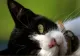Undă verde pentru tratarea pisicilor bolnave de COVID-19 cu medicamente de uz uman rămase nefolosite - Mii de feline au murit