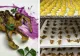 Tarantulă în crustă, guacoamole cu furnici negre sau popcorn cu lăcuste. De ce un meniu cu insecte le-ar provoca indigestii românilor 