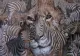 Ce vezi prima dată? Răspunsul îți va dezvălui ce animal iese la iveală din subconștientul tău în situații de stres 