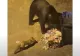 Ursul nu mai e păcălit de vulpe - Își împart mâncarea din pubele de gunoi, pe o stradă din Păltiniș - Imagini virale