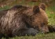 Alertă maximă de urs în orașe: Oamenii, baricadați în case de frica animalelor - Un urs căutat cu drona în Ploiești, o ursoaică și 2 pui, în Sinaia