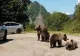 Câți urși pot fi împușcați fără autorizație, pe județe. Unde este cea mai mare cotă de  de prevenție? - HARTA