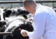 Medici veterinari FALȘI, în România - Cum ar fi obținut diplome: Investigație de amploare