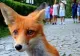 Vulpița de Peleș, vedetă pe rețelele de socializare. Cum a cucerit simpaticul animal o țară întreagă? - VIDEO