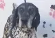 Două persoane, atacate de un câine în Sectorul 6 al Capitalei! Animalul a fost prins de ASPA - Ce au descoperit angajații de la Protecția Animalelor