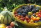 Cum pierzi kilogramele în plus cu 10 fructe şi legume de toamnă - Trebuie să renunți la 2 produse periculoase pentru sănătate
