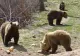 URȘII, tot mai aproape de oameni, în căutare de hrană - Invazie masivă în orașe, animal chiar lângă București