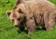 Primarul municipiului Sfântu Gheorghe: „Trei ore am urmărit ursul prin tufişuri”. Ce s-a întâmplat cu animalul care a dat bătăi de cap autorităților