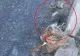 Sibiu: Asfalt turnat de drumari peste un câine mort!  - VIDEO