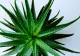 Cum să obții pielea de porțelan folosind aloe vera - Rezultatele sunt absolut uimitoare