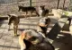 Scene de groază la Grădina Zoologică Sibiu. O fetiță de 8 ani a fost mușcată de un lup